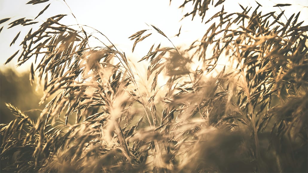 field of grain